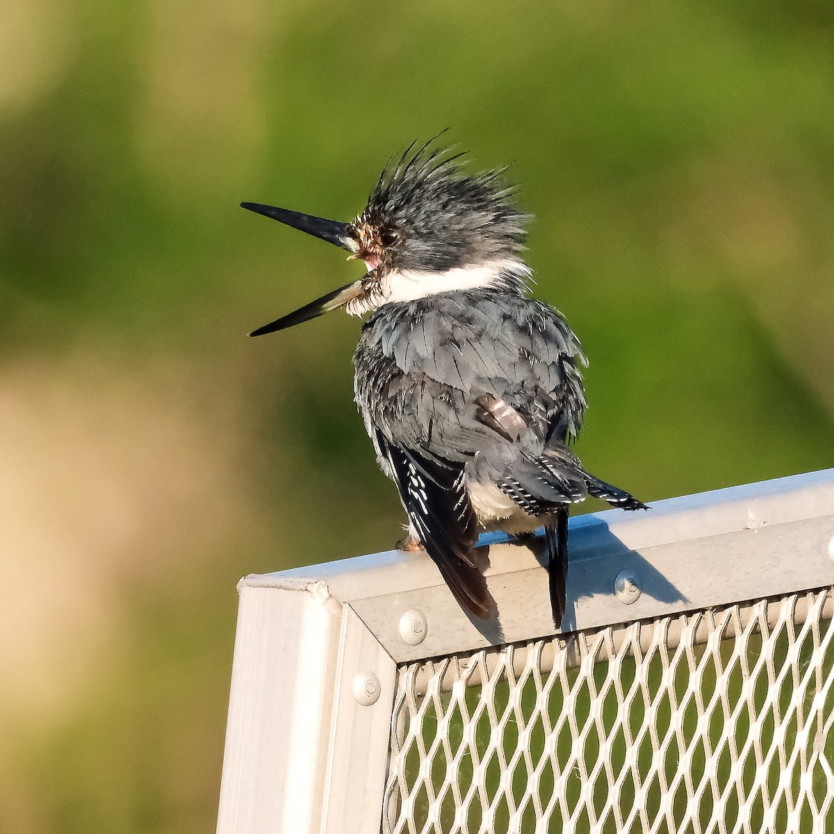 Belted Kingfisher - ML621066232