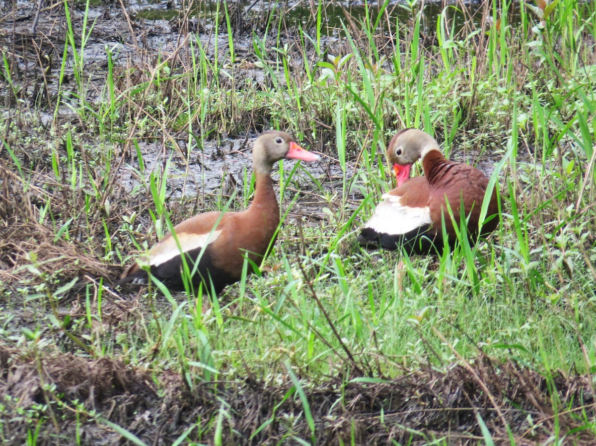 Black-bellied Whistling-Duck - Don Morrow