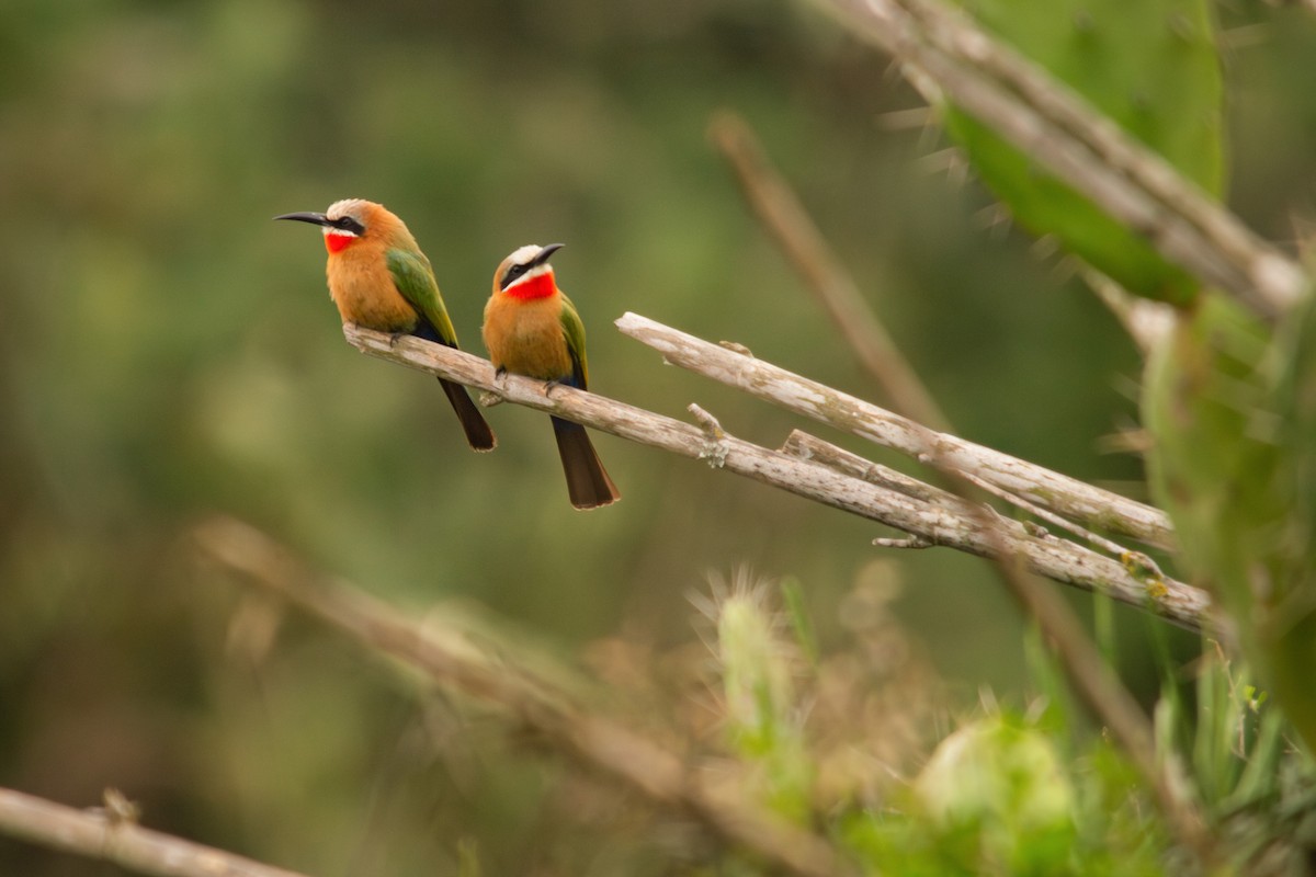 White-fronted Bee-eater - ML621066254