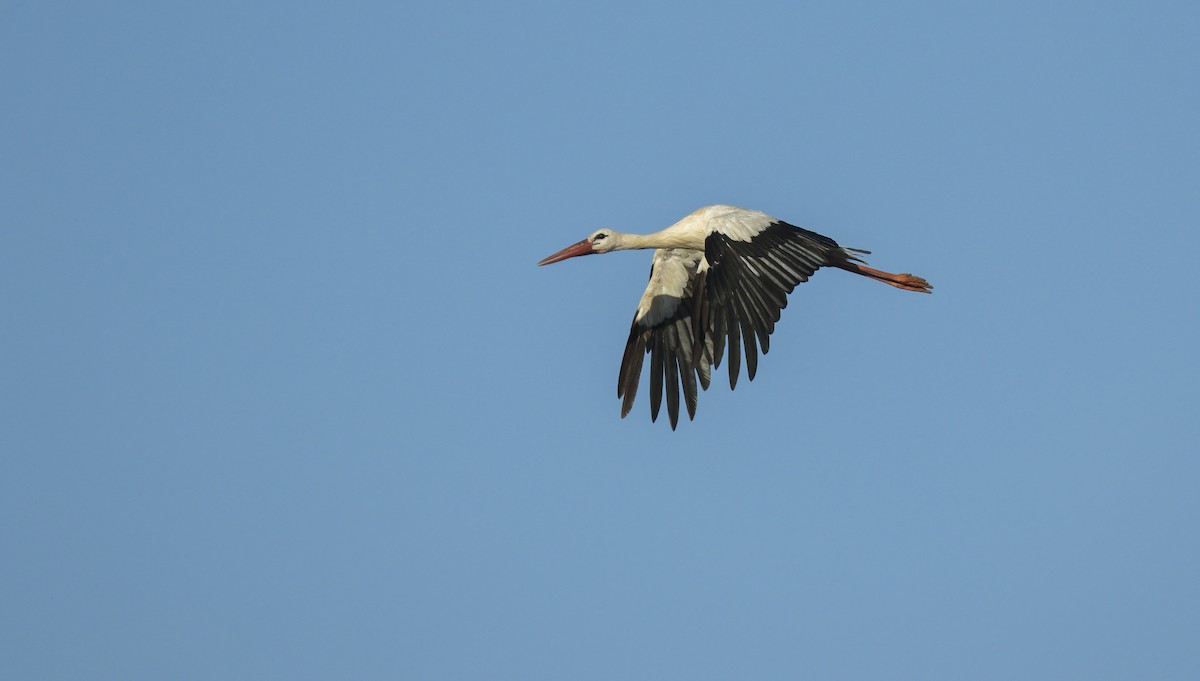White Stork - ML621066255