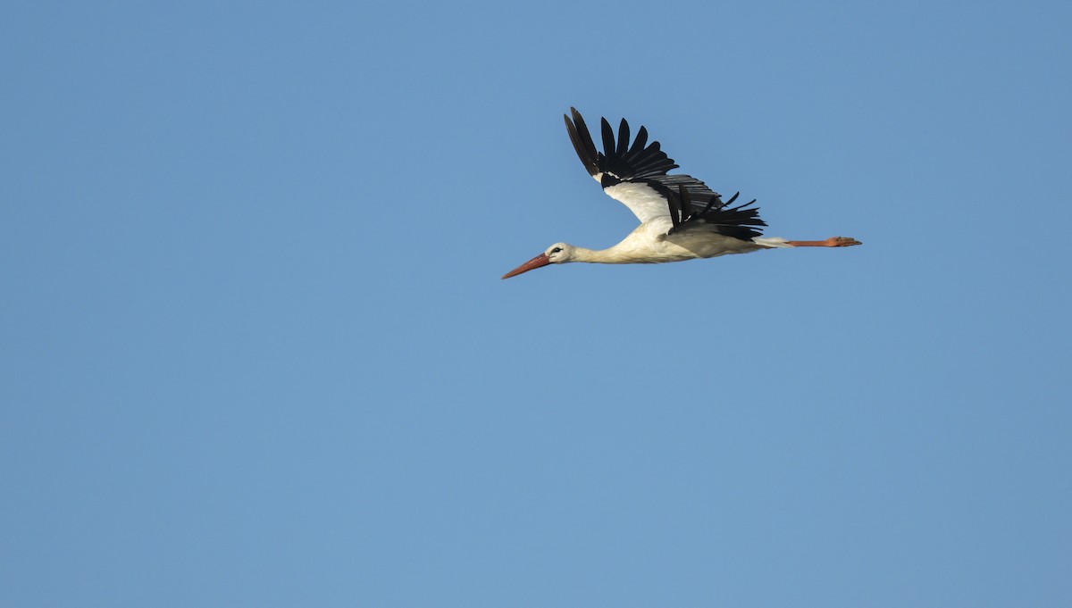 White Stork - ML621066259