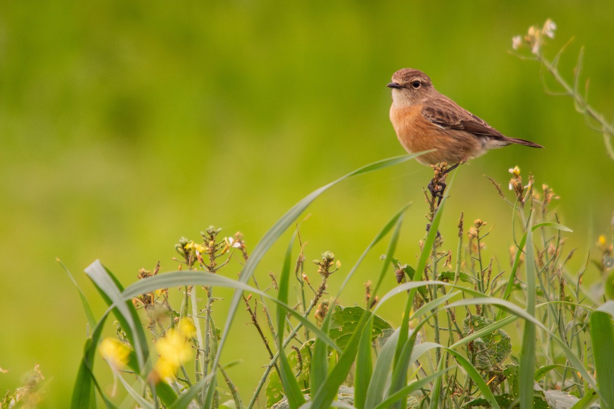 African Stonechat - ML621066262