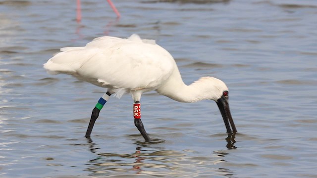 Black-faced Spoonbill - ML621066271