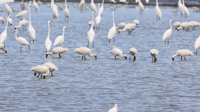 Black-faced Spoonbill - ML621066286