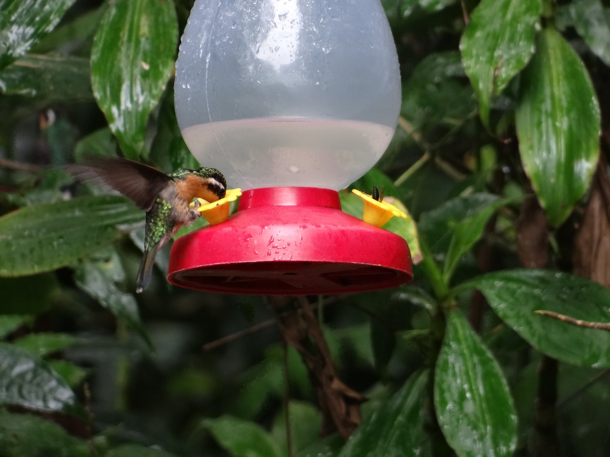kolibřík fialovohrdlý - ML621066302