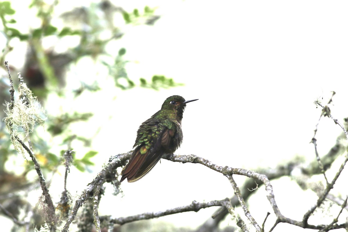 kolibřík dřišťálový (ssp. tyrianthina/quitensis) - ML621066306