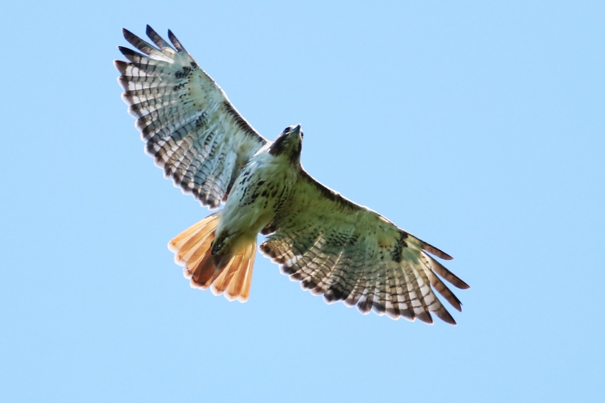 Red-tailed Hawk - ML621066312