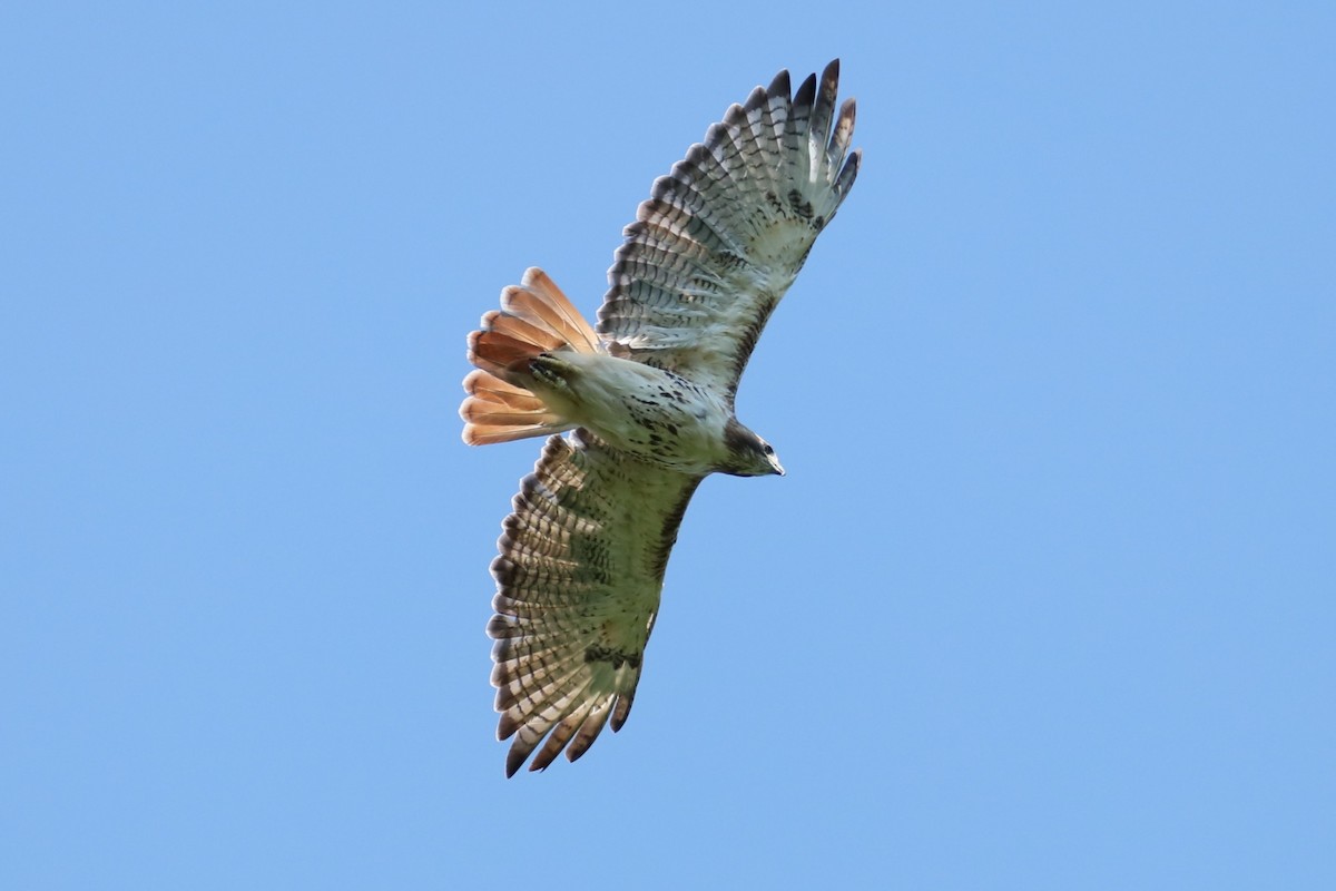 Red-tailed Hawk - ML621066314