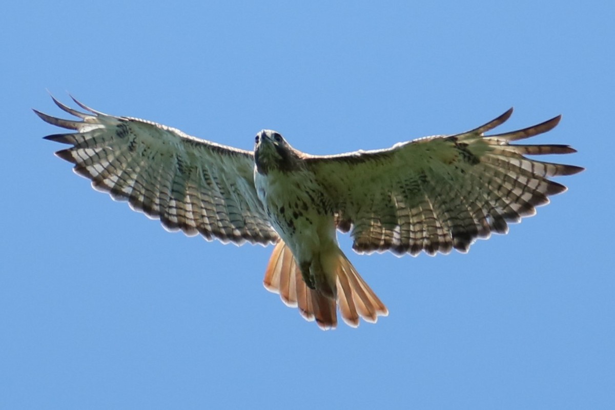 Red-tailed Hawk - ML621066316
