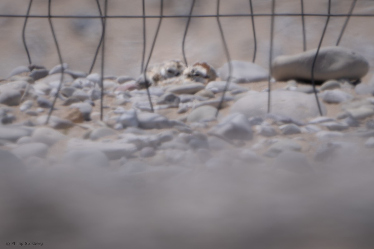 Piping Plover - ML621066317