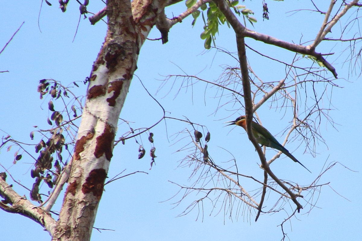 Blue-tailed Bee-eater - ML621066327