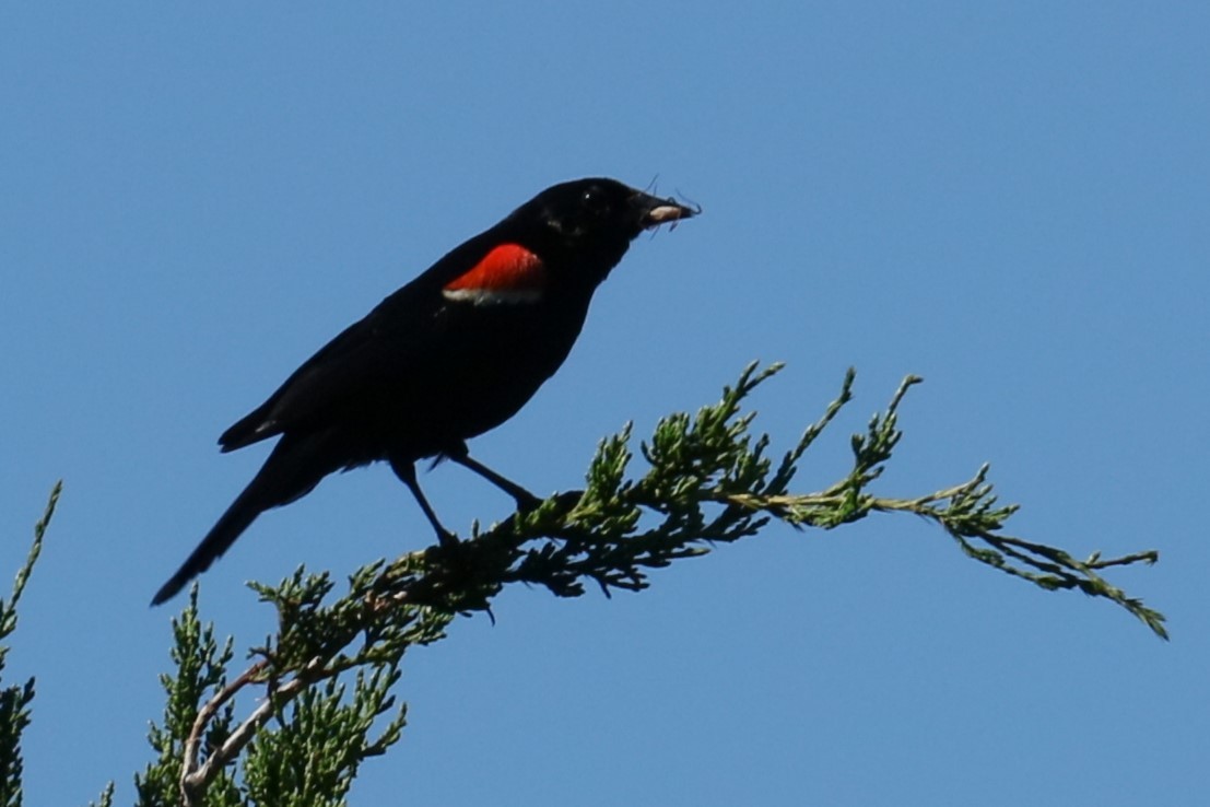 Red-winged Blackbird - ML621066328