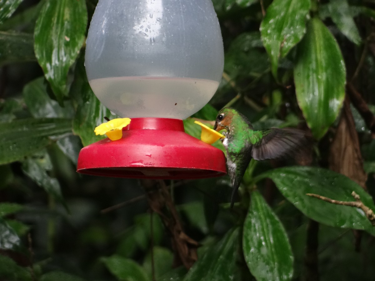 kolibřík subtropický - ML621066331