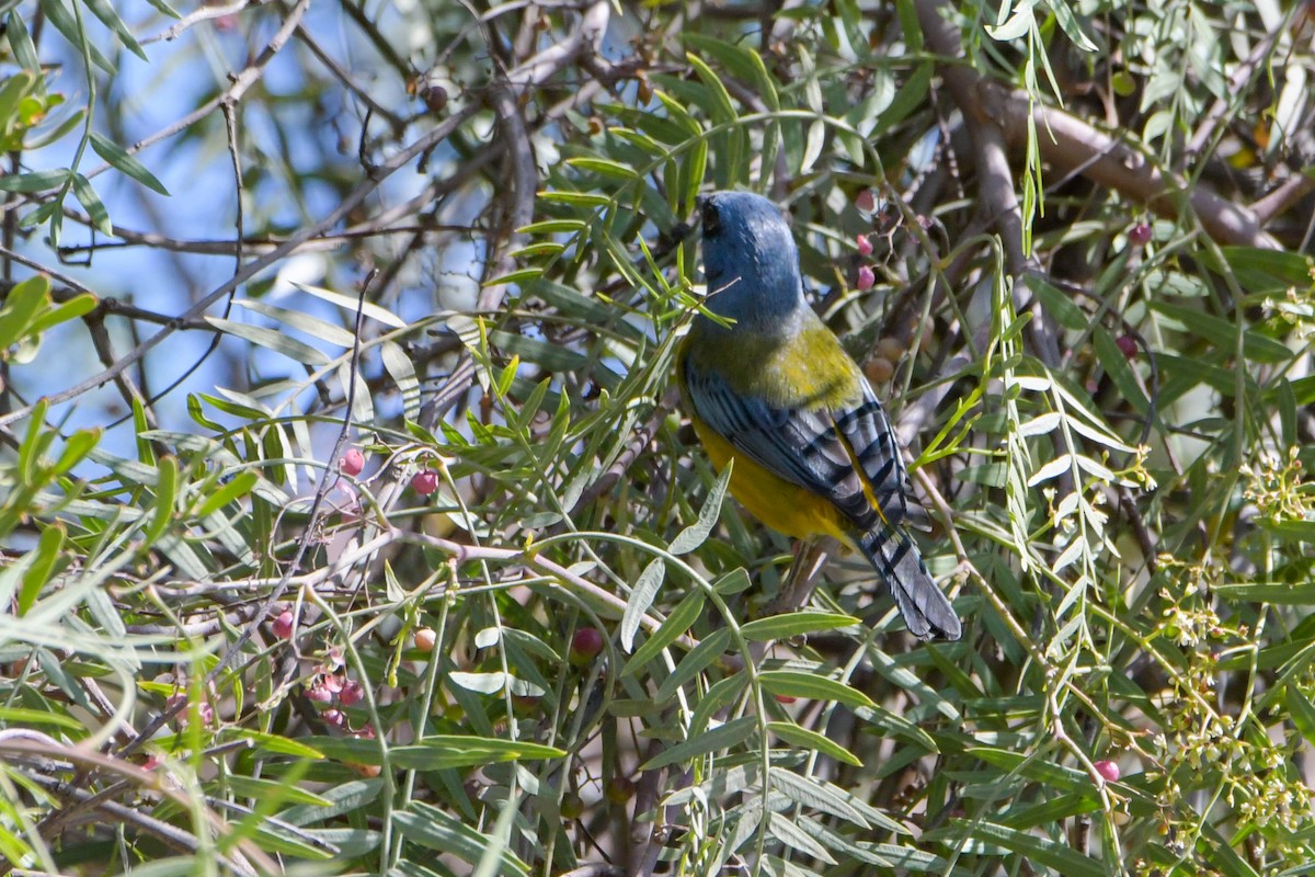 Blue-and-yellow Tanager - ML621066341