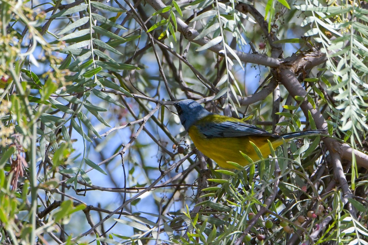 Blue-and-yellow Tanager - Amer Fernández Dávila Angulo