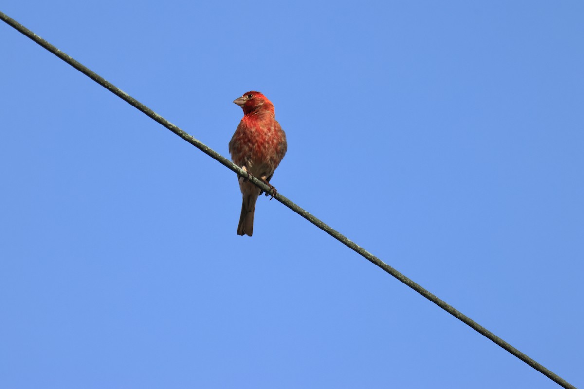 House Finch (Common) - ML621066348