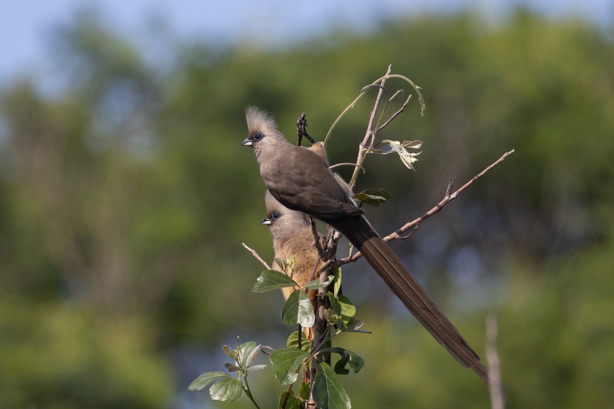 Speckled Mousebird - ML621066364
