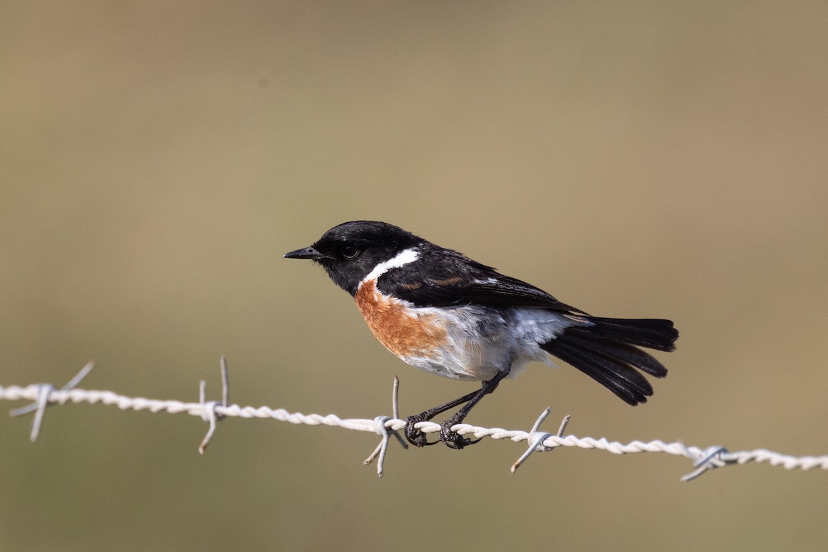 African Stonechat (African) - ML621066379