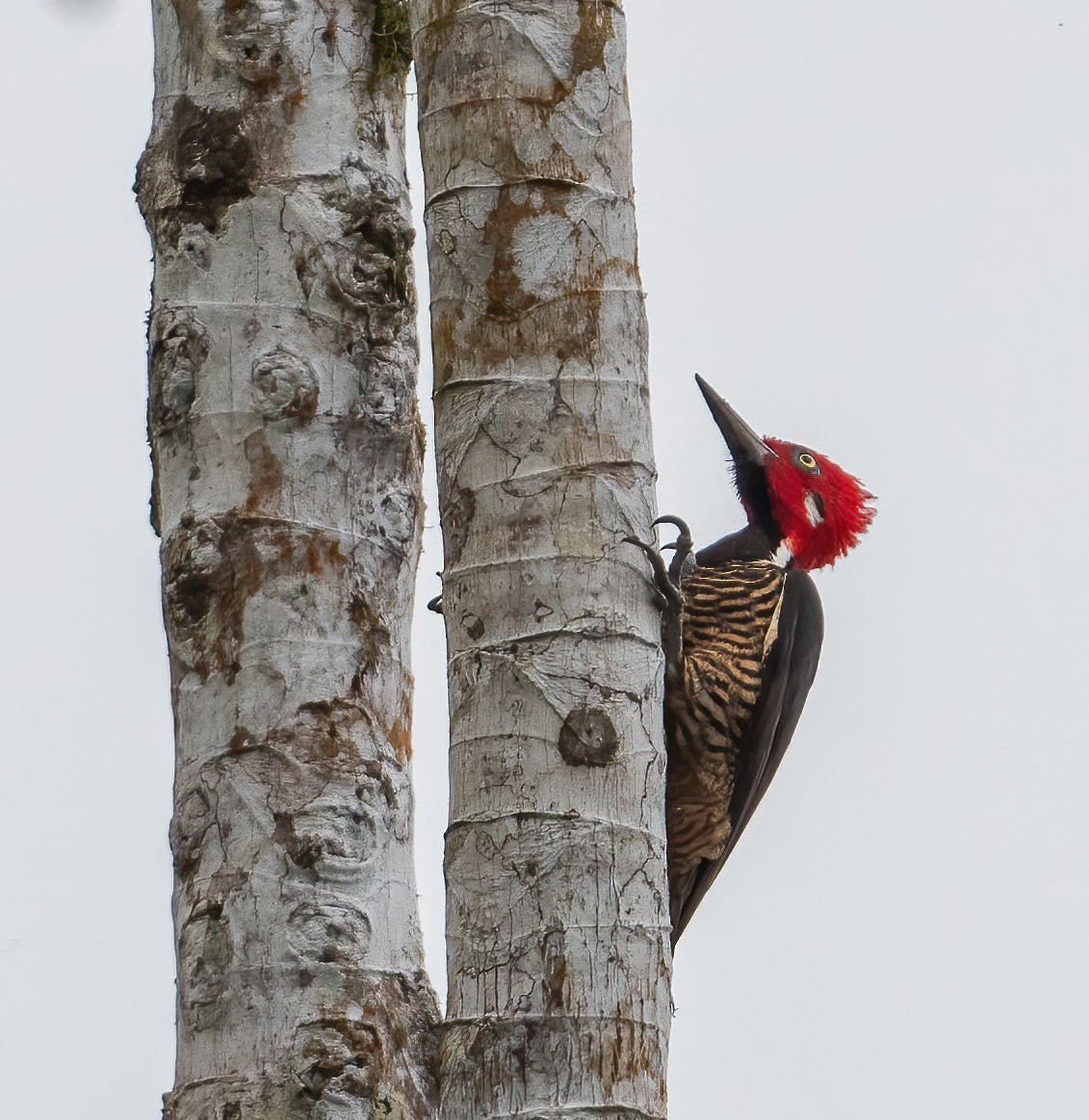 Guayaquil Woodpecker - ML621066383