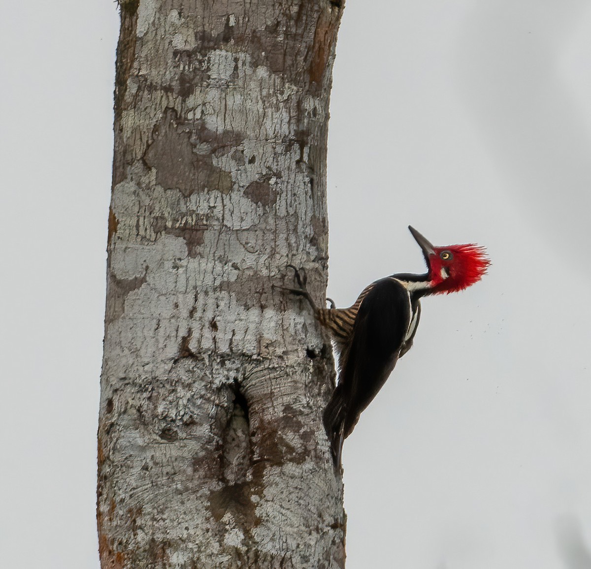 Guayaquil Woodpecker - Leah Turner