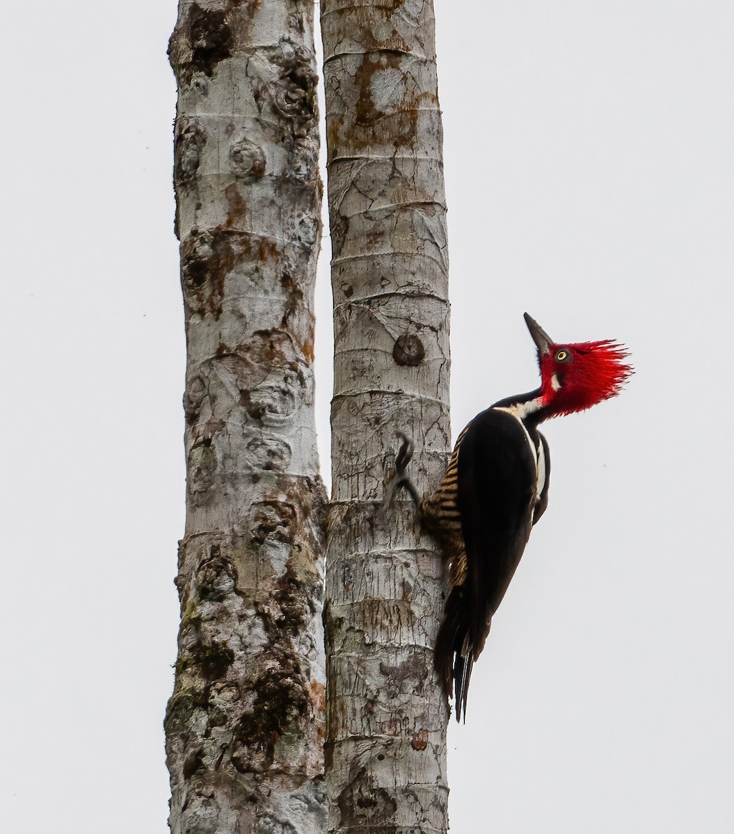Guayaquil Woodpecker - ML621066386