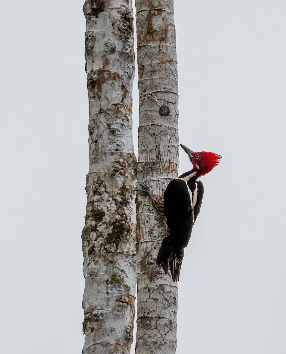 Guayaquil Woodpecker - ML621066388