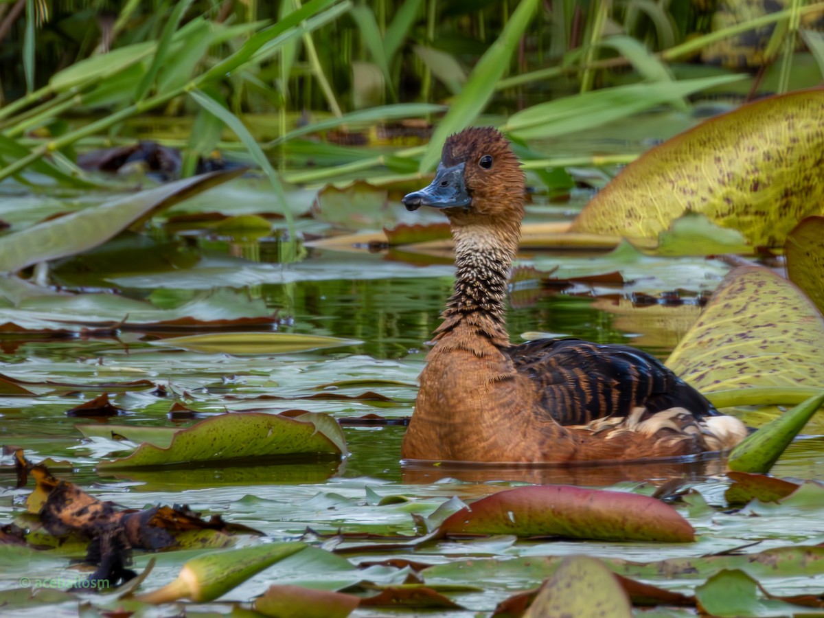 Fulvous Whistling-Duck - ML621066391