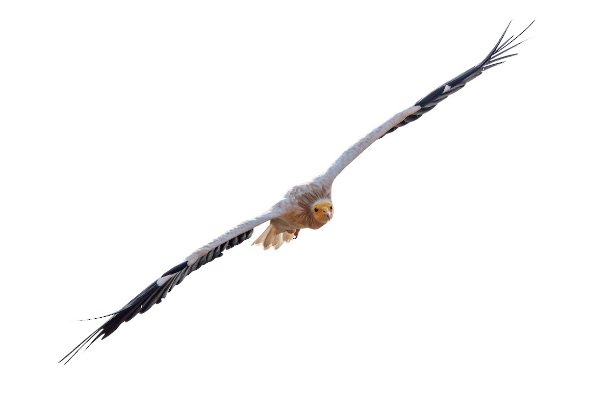 Egyptian Vulture - ML621066400
