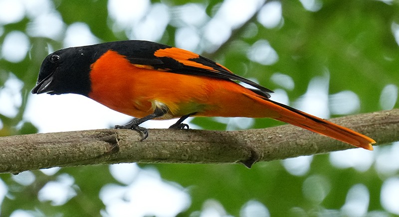 Minivet Naranja - ML621066447