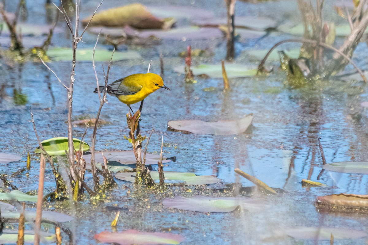 Prothonotary Warbler - ML621066453