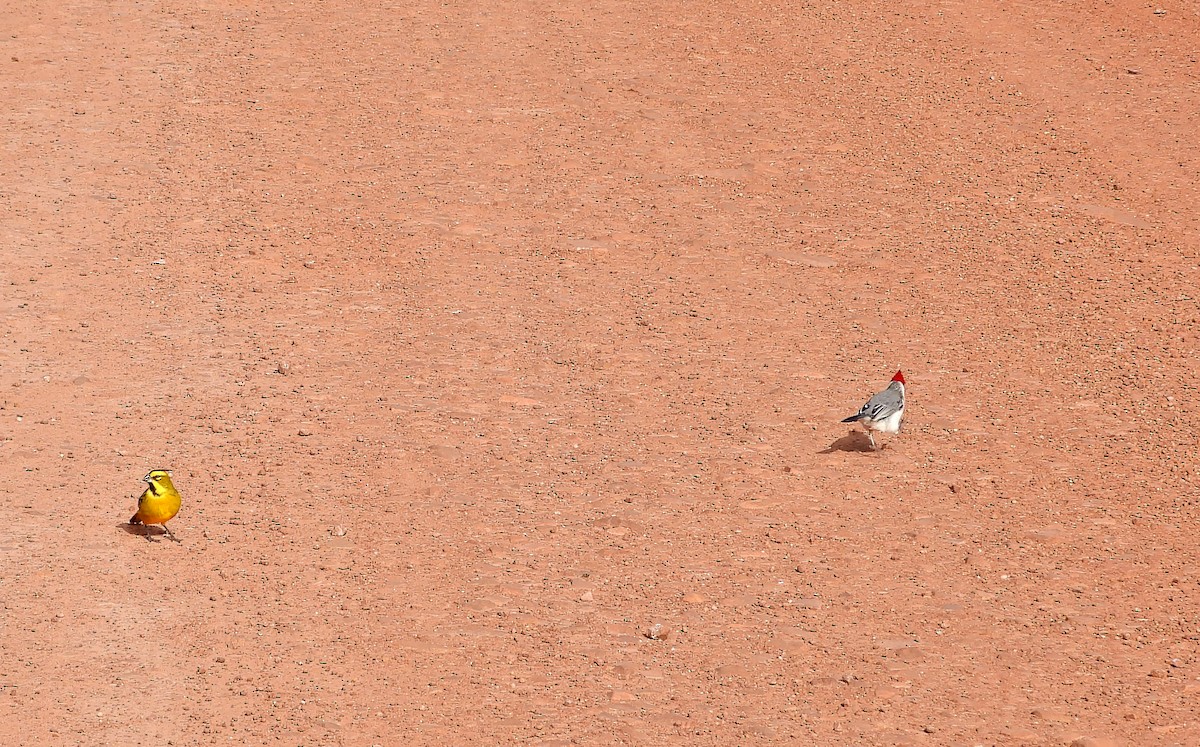 Red-crested Cardinal - ML621066479