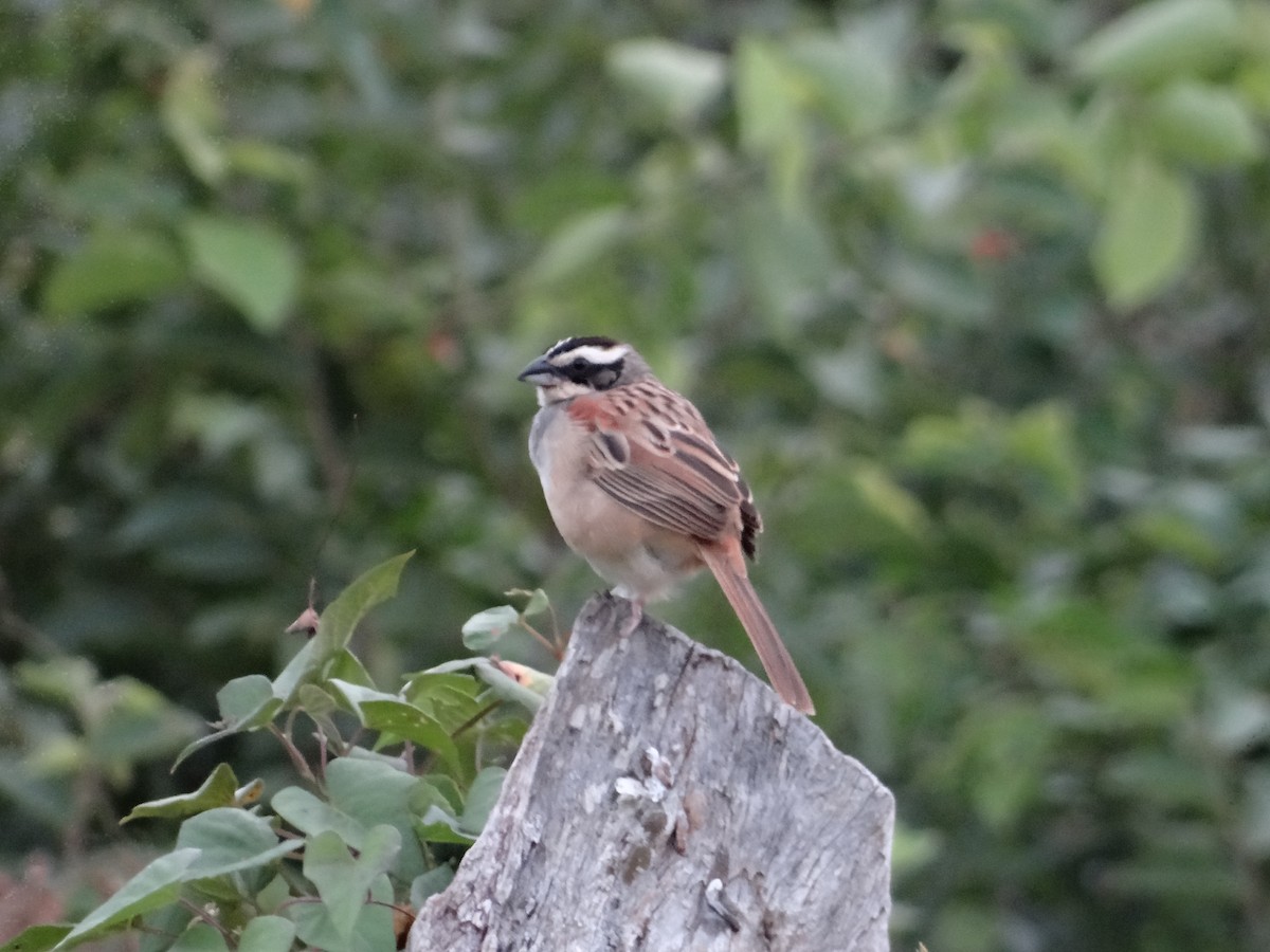 Stripe-headed Sparrow - ML621066490