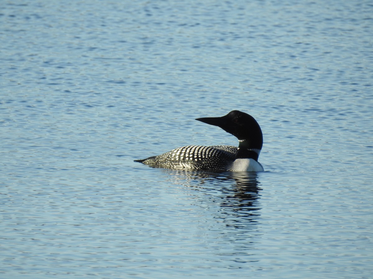 Plongeon huard - ML621066505