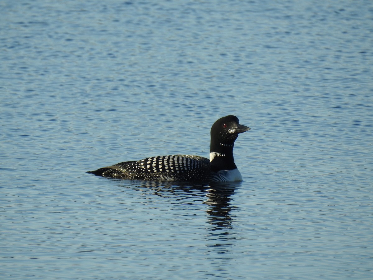 Plongeon huard - ML621066506