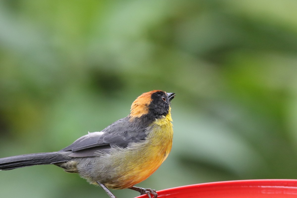 Yellow-breasted Brushfinch (Yellow-breasted) - ML621066510