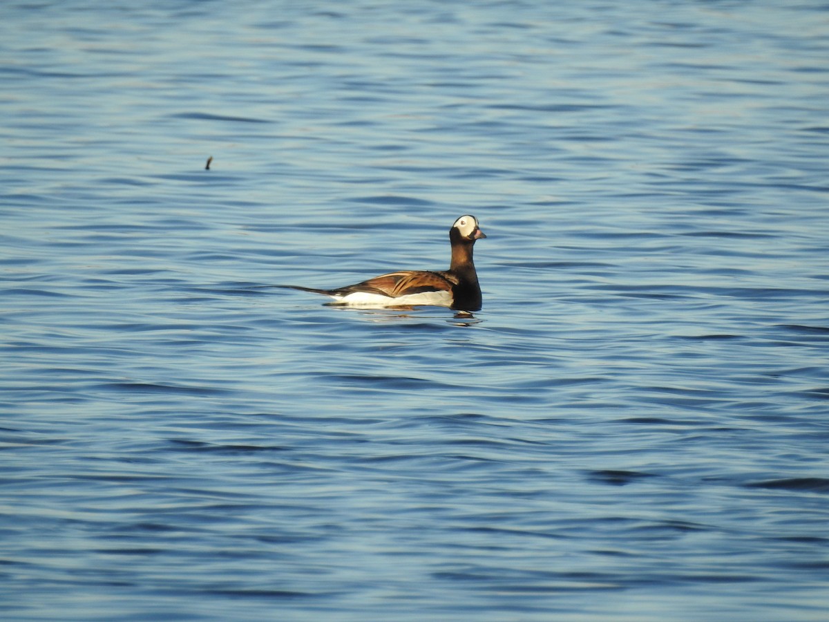 Long-tailed Duck - ML621066528