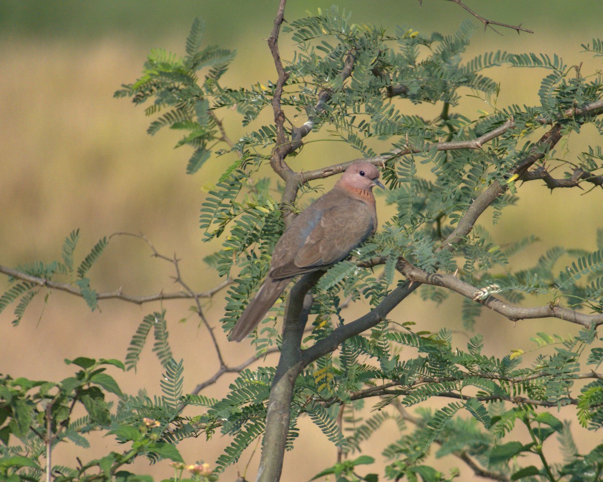 Laughing Dove - ML621066552