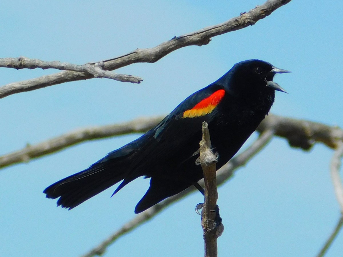 Red-winged Blackbird - ML621066570