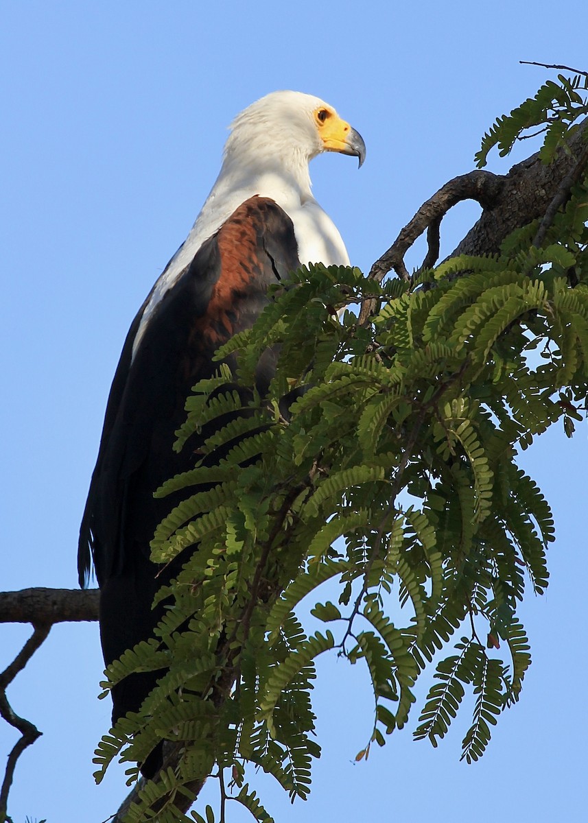 African Fish-Eagle - ML621066572