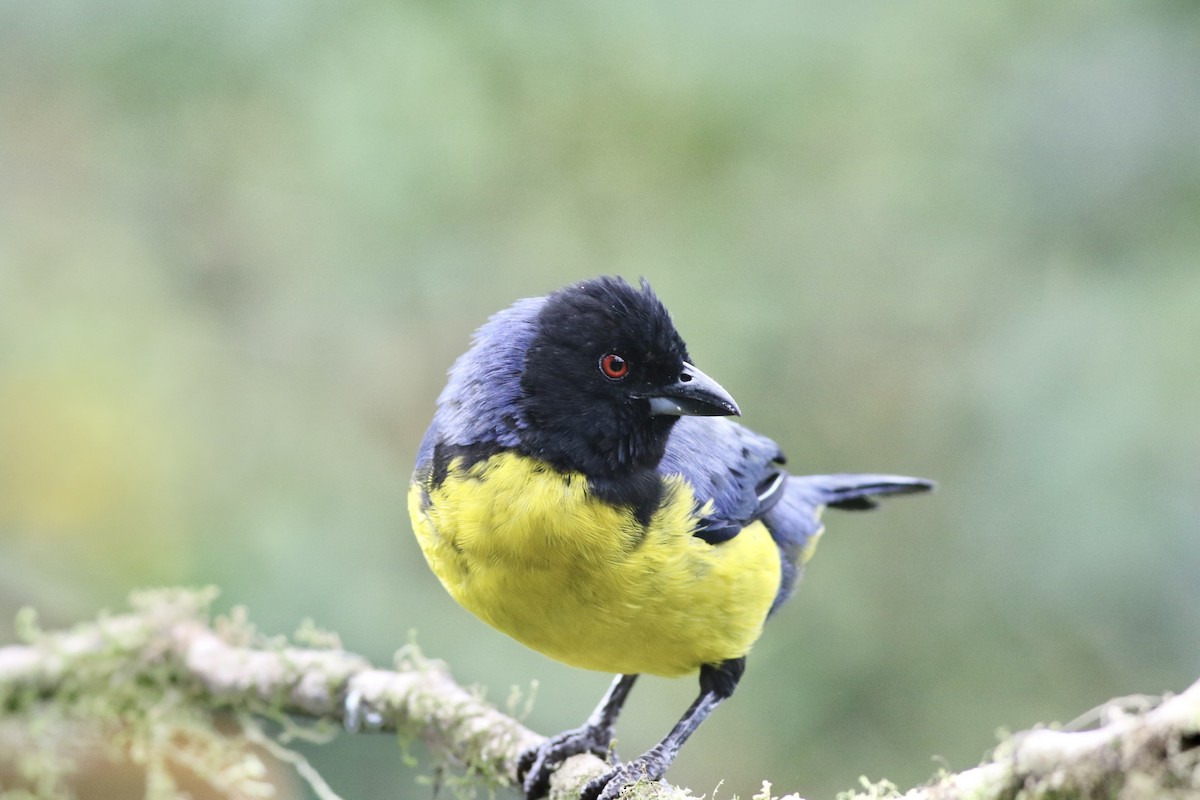 Hooded Mountain Tanager - ML621066582