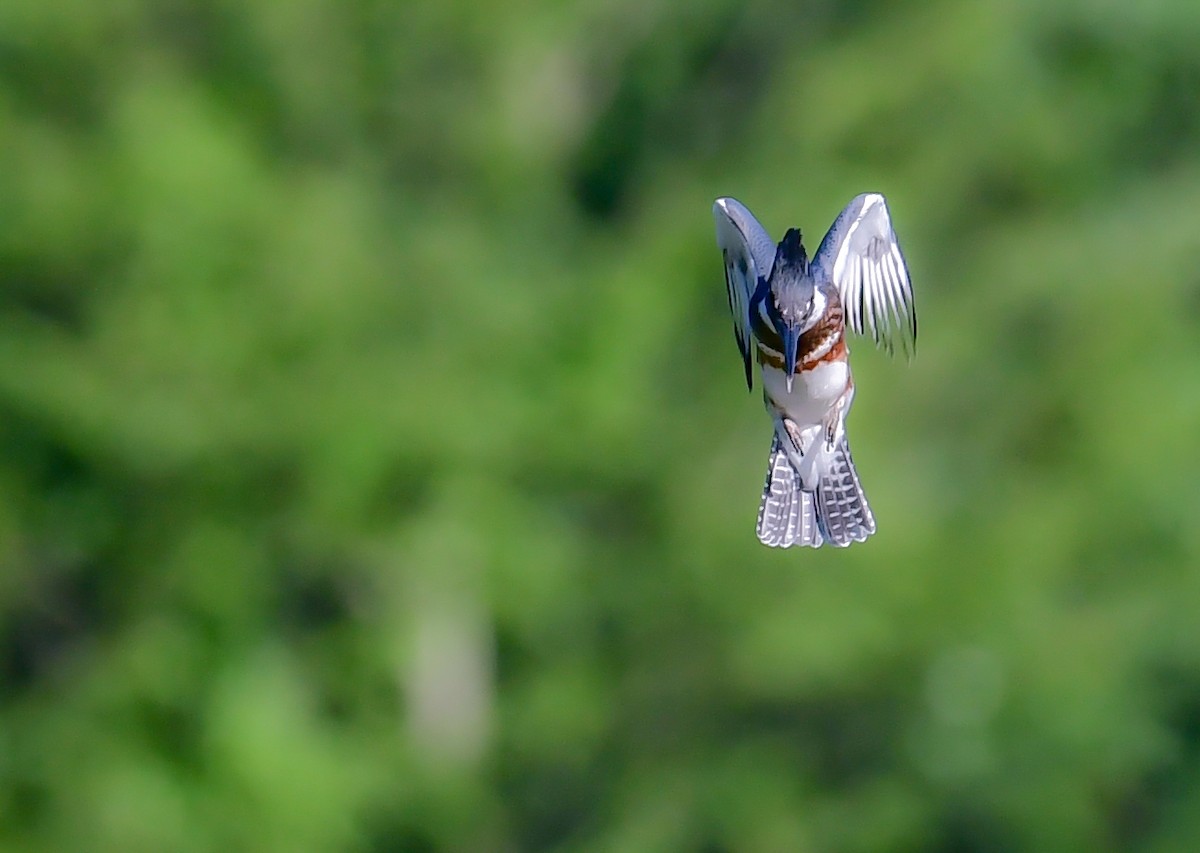 Belted Kingfisher - ML621066611