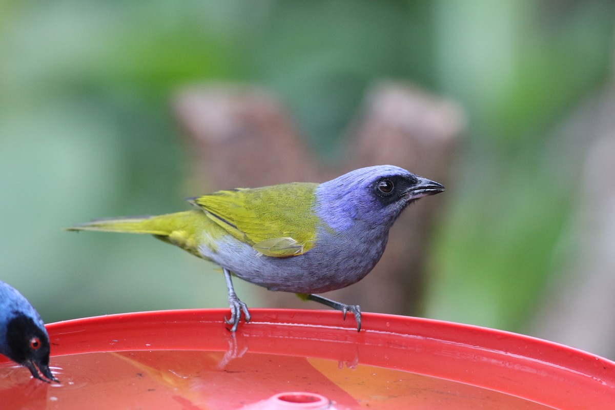 Blue-capped Tanager - ML621066616