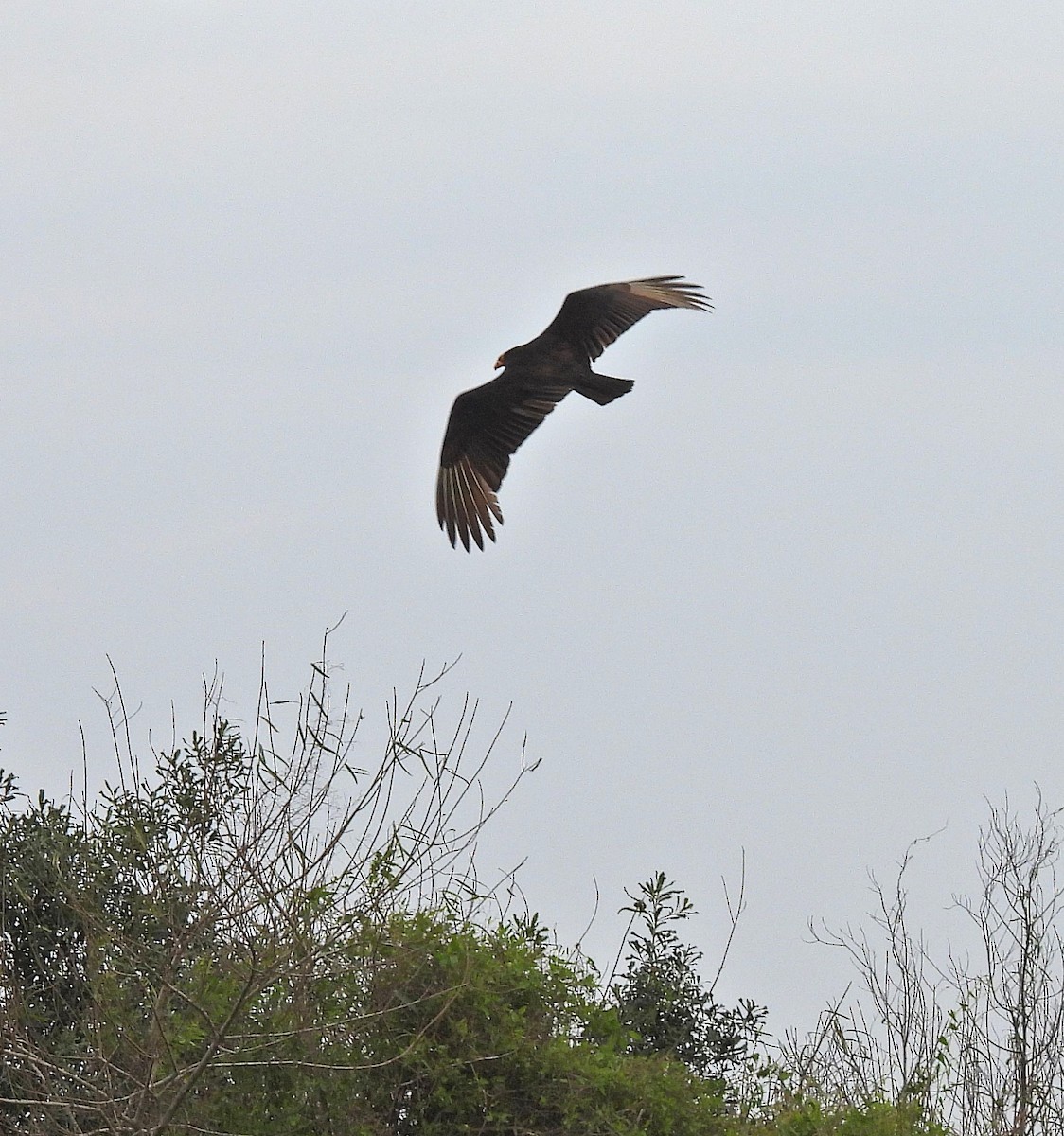 Lesser Yellow-headed Vulture - ML621066630