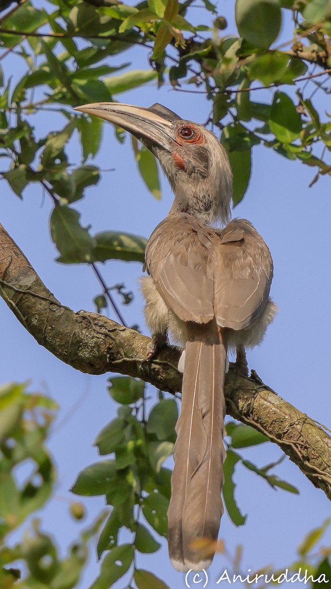 Indian Gray Hornbill - ML621066663