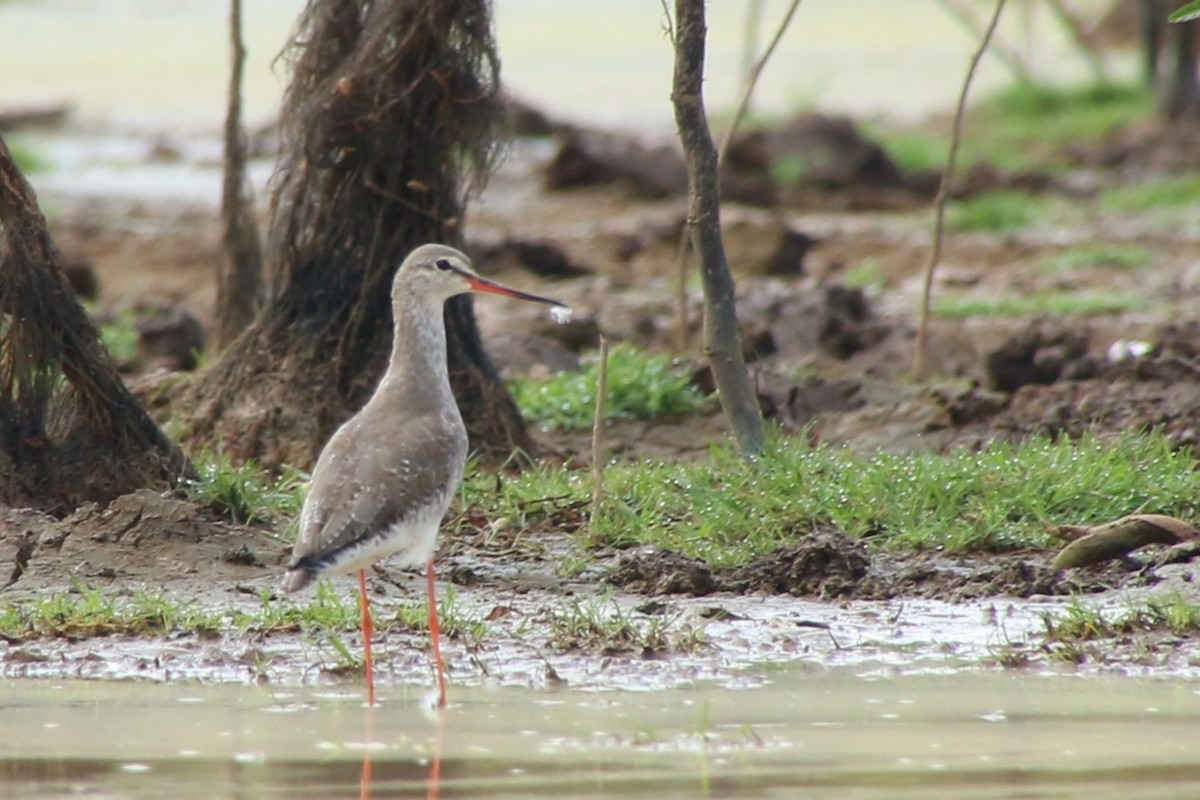 Spotted Redshank - ML621066664