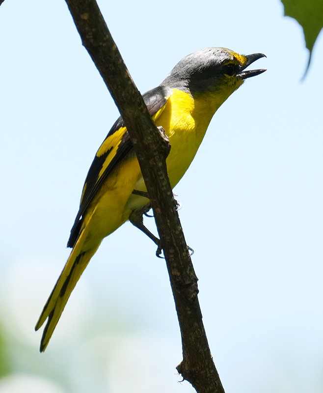 Orange Minivet - ML621066669