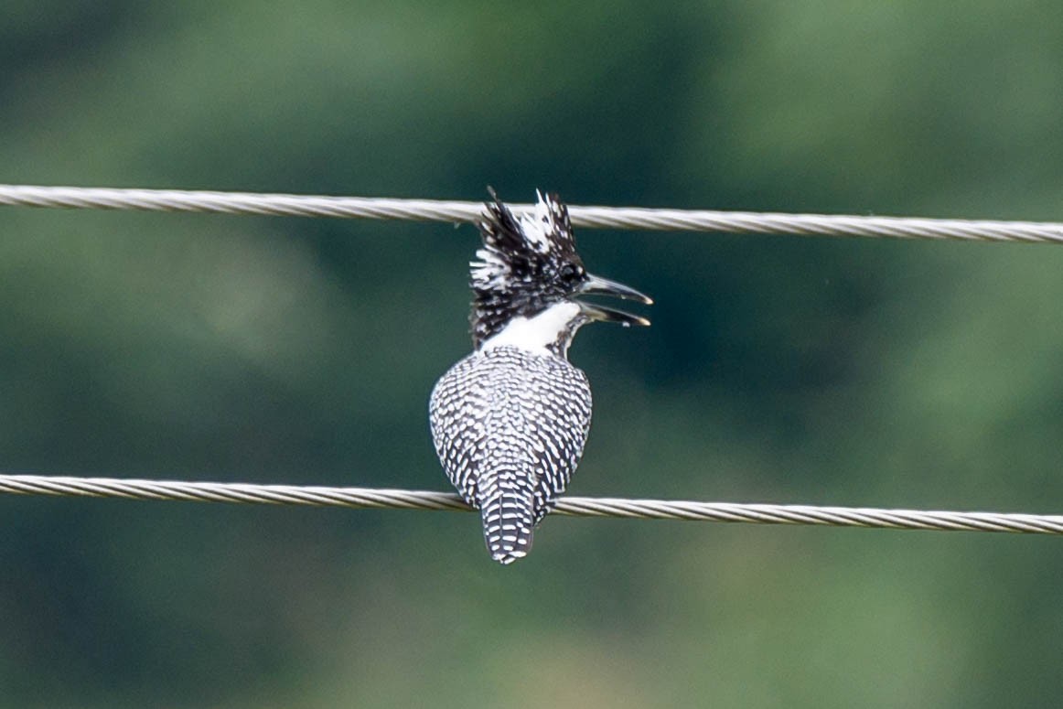 Crested Kingfisher - ML621066676
