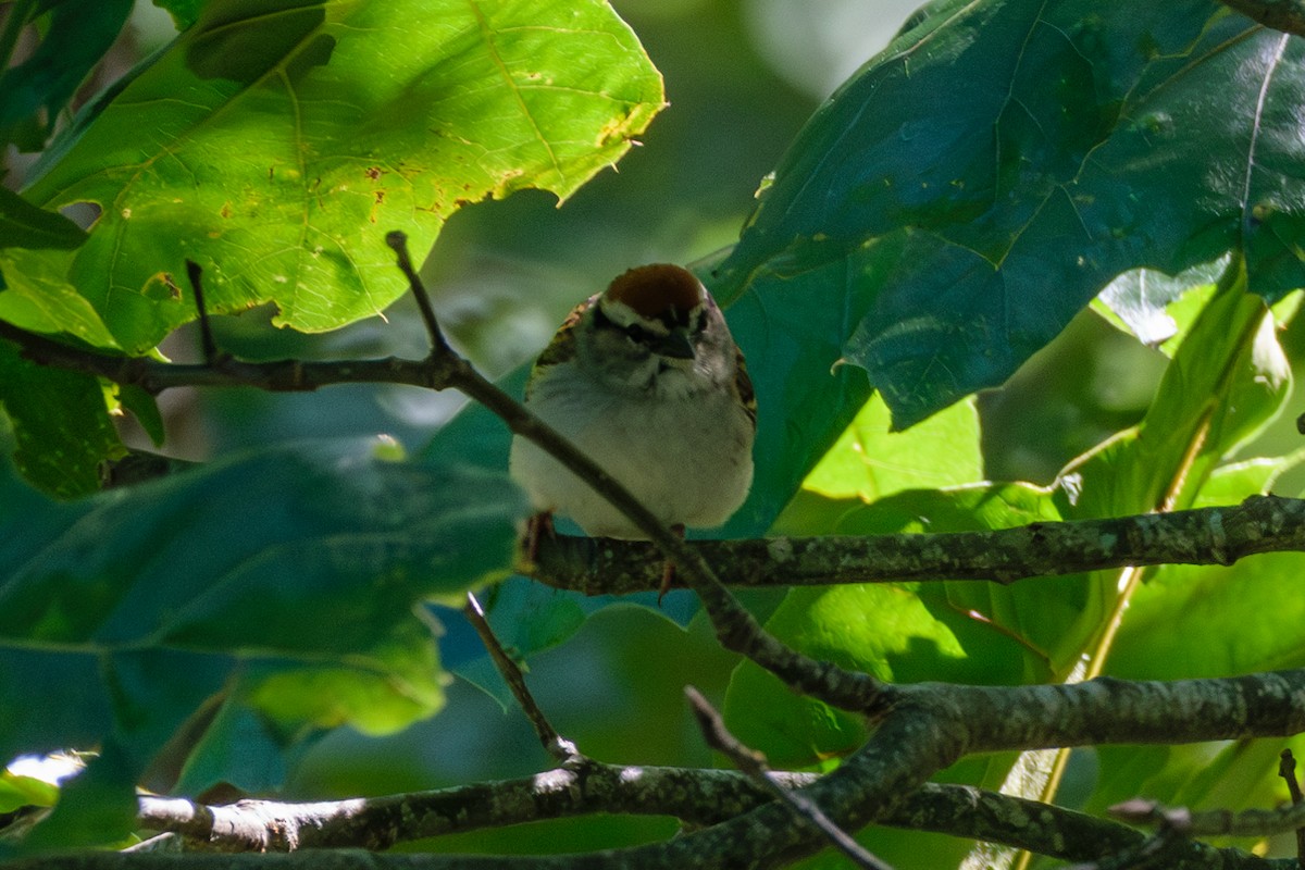 Chipping Sparrow - ML621066693