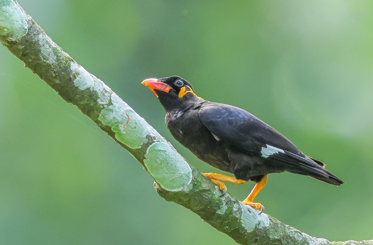 Common Hill Myna - ML621066698