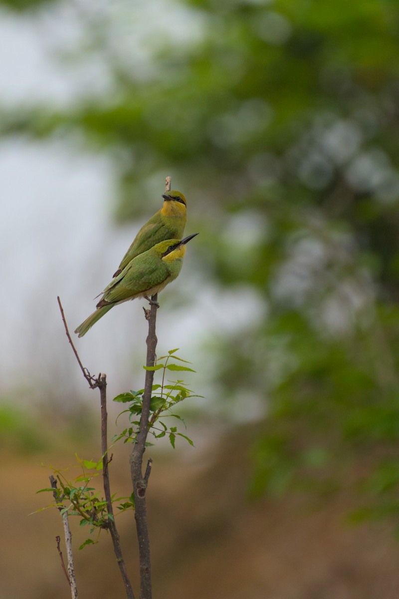 Asian Green Bee-eater - ML621066705